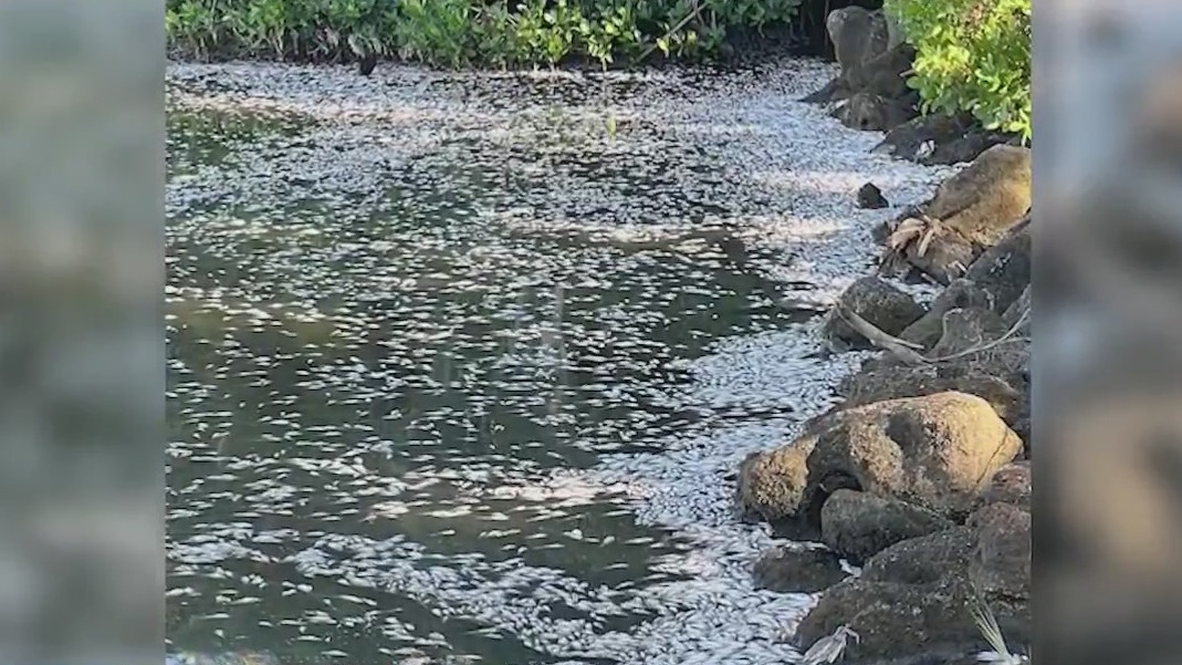 Massive fish kill on Indian River Lagoon